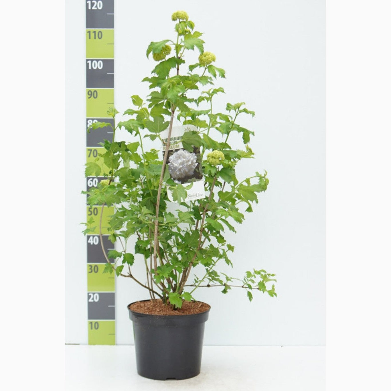 Skogsolvon – Viburnum opulus 'Roseum' - C7.5 80-100 CM